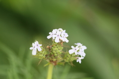 Lavandula bipinnata
